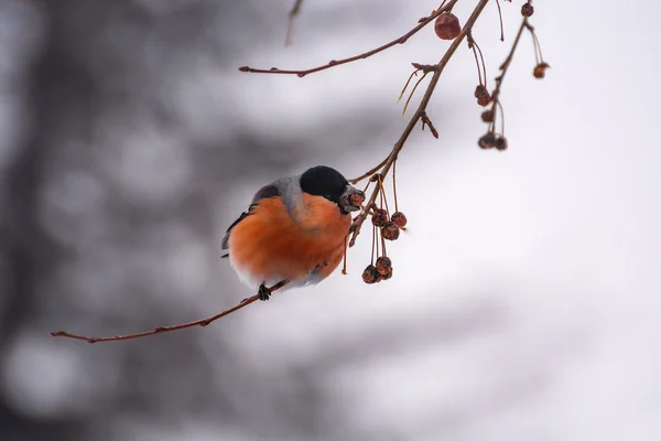 Bullfinch winter eating — Stock Photo, Image
