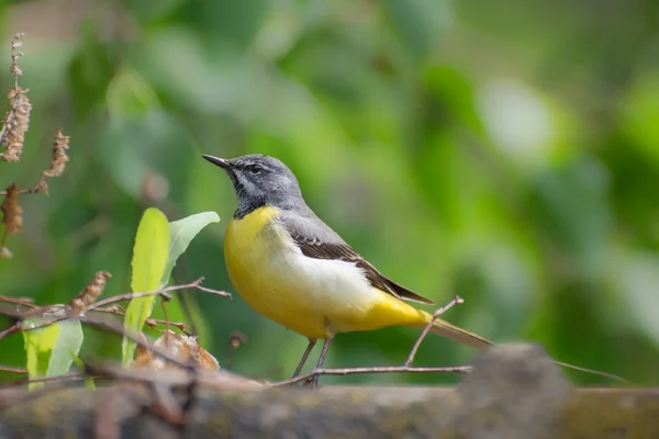 Bird Yellow Wagtail — Stock Photo, Image