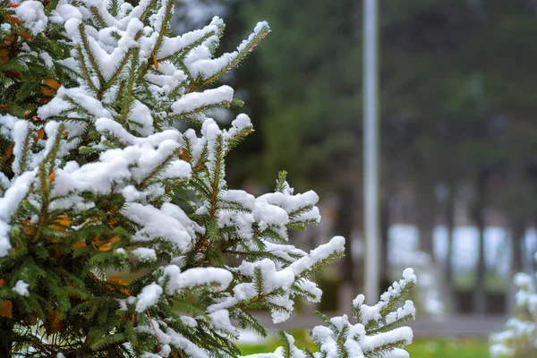 Fir tree branches — Stock Photo, Image