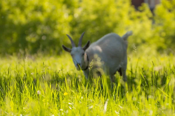 Ziege (im Defokus) auf einer Wiese — Stockfoto