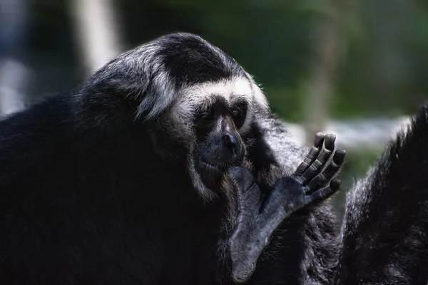 Το colobus μαϊμού — Φωτογραφία Αρχείου