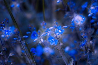 Çiçek - sarı camomiles