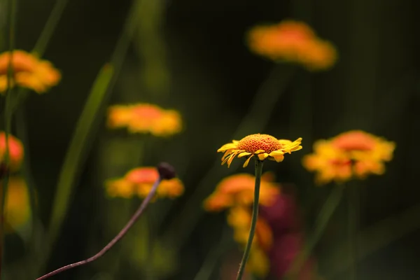 Flower - Cota tinctoria — Stock Photo, Image