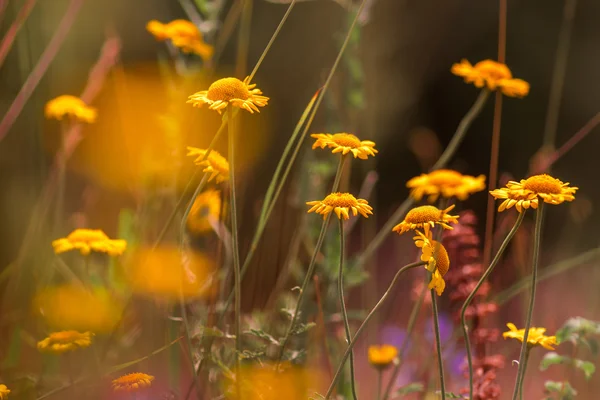 Flowers - yellow camomiles — Stock Photo, Image