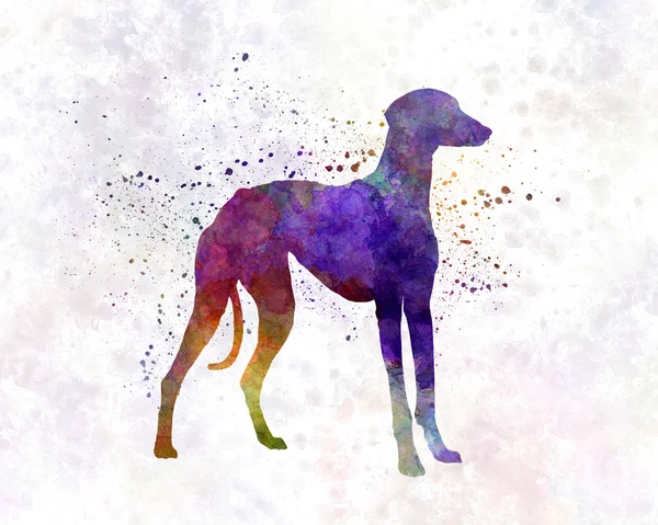 Suluboya Arap Greyhound — Stok fotoğraf