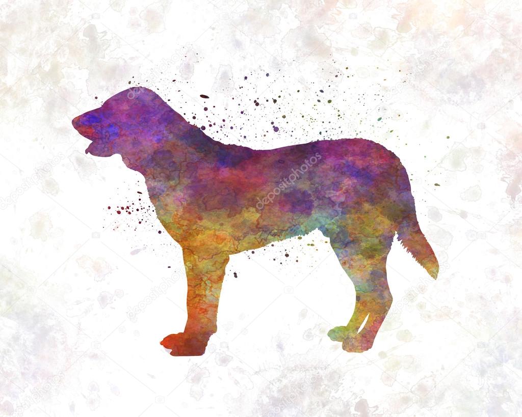 Castro Laboreiro Dog in watercolor