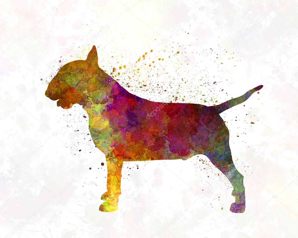 Bull Terrier in watercolor