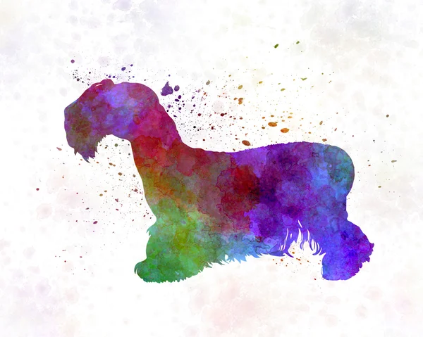 Cesky Terrier in Aquarell — Stockfoto