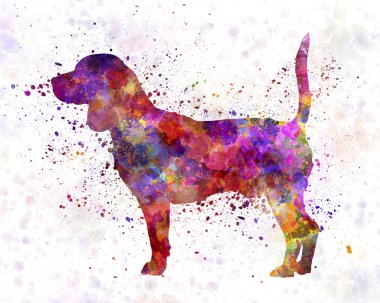 Suluboya Beagle