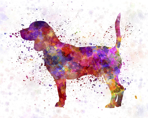 Beagle in watercolor — Stock Photo, Image