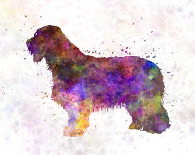 Suluboya içinde sakallı kömür ocağı