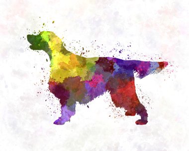 Suluboya Gordon Setter