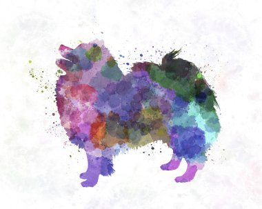 Alman Spitz suluboya içinde