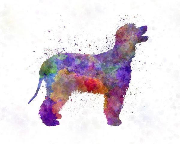 比熊犬水彩 图库照片 C Paulrommer