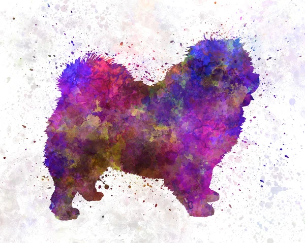 Chow-chow in aquarell — Stockfoto