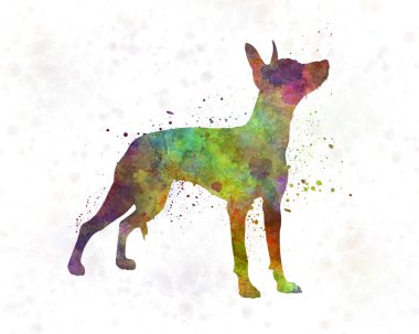 Xoloitzcuintle suluboya