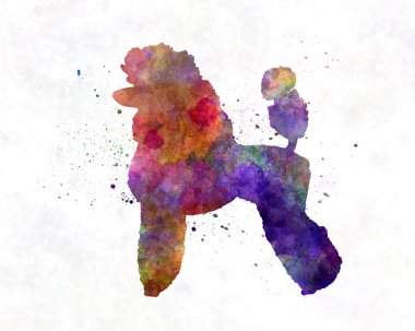 Suluboya fino köpeği 02