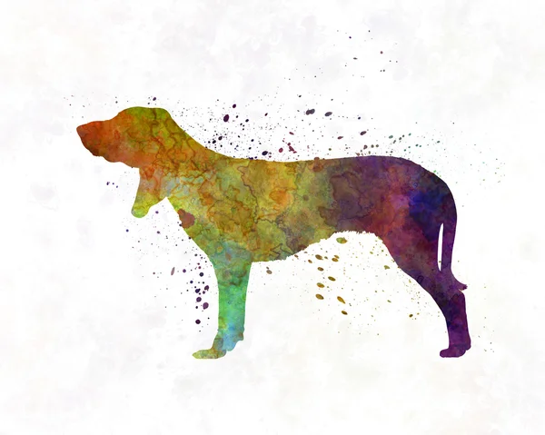 Swiss Hound in watercolor — Stock Photo, Image