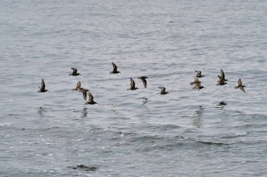 Su yüzeyinde küçük kuşlar, Baltık Denizi