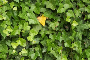 Yeşiller arasında tek sarı yaprak, sarmaşık - hedera. 
