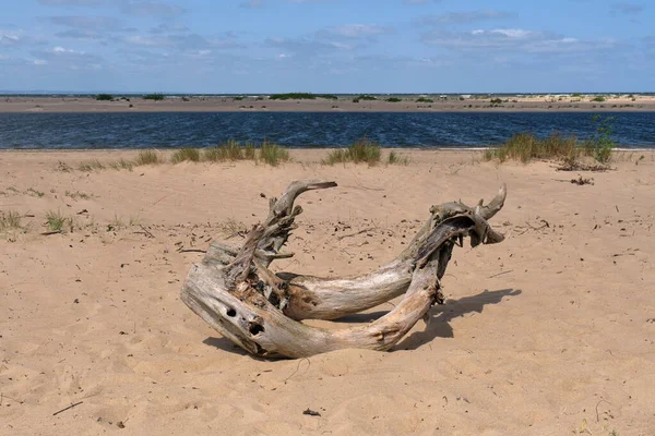 乾燥した手足はポーランドのバルト海に漂着 — ストック写真