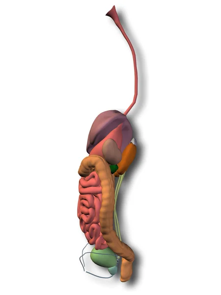 Sistema digestivo humano — Fotografia de Stock