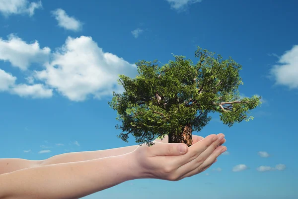 Árbol verde de verano — Foto de Stock