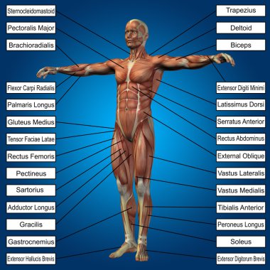 adam kasları ve metin