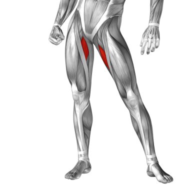 adductor longus insan bacaklar anatomisi