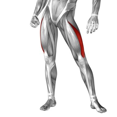 insan ayakları anatomisi