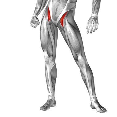insan ayakları anatomisi