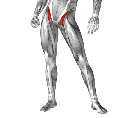 human  legs anatomy clipart