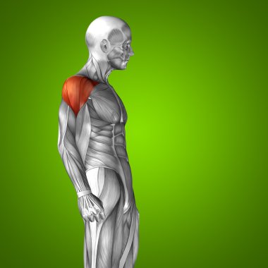 Göğüs insan anatom