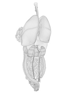 kafes sindirim sistemi