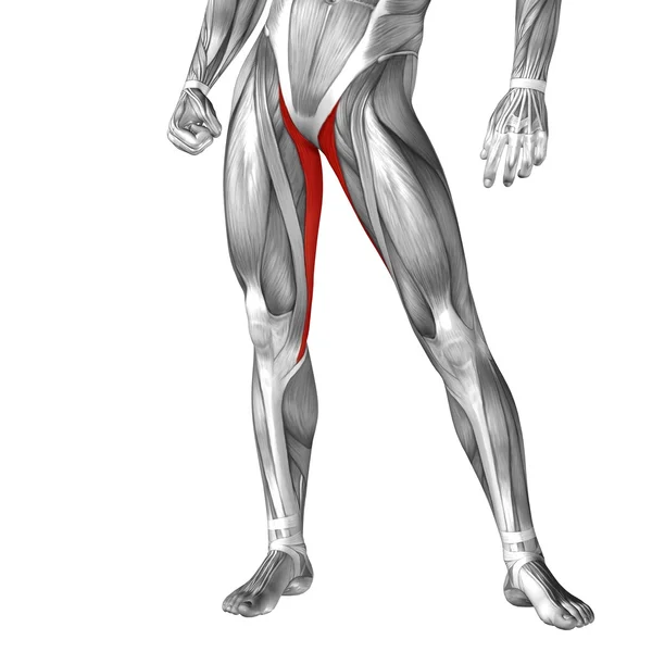 人的双腿解剖 — 图库照片