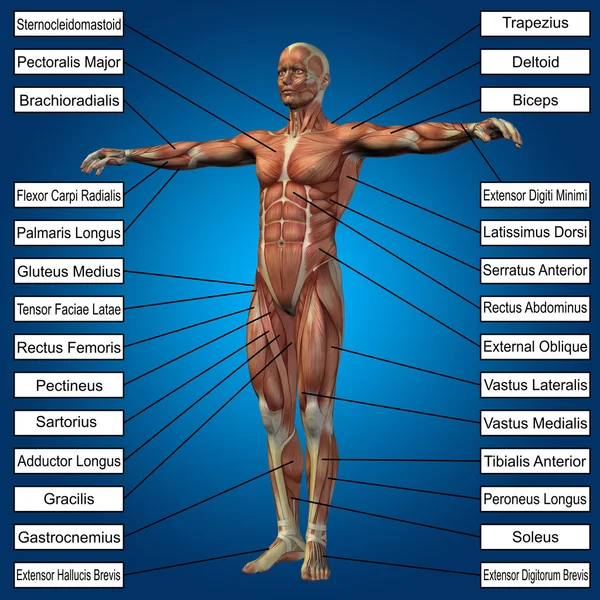 男人肌肉与文本 — 图库照片