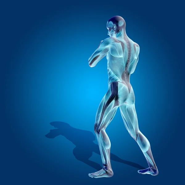 Cuerpo conceptual de anatomía humana o humana 3D con músculo sobre fondo azul — Foto de Stock