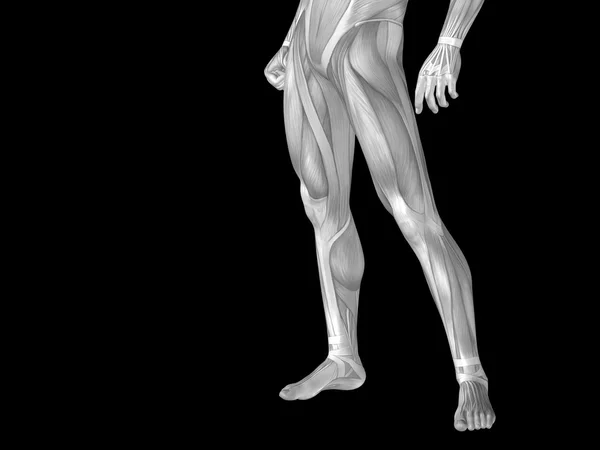 Анатомия нижней части тела с мышцами — стоковое фото