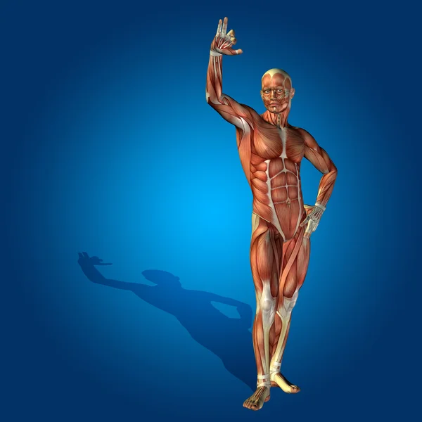 인간의 근육 stong — 스톡 사진