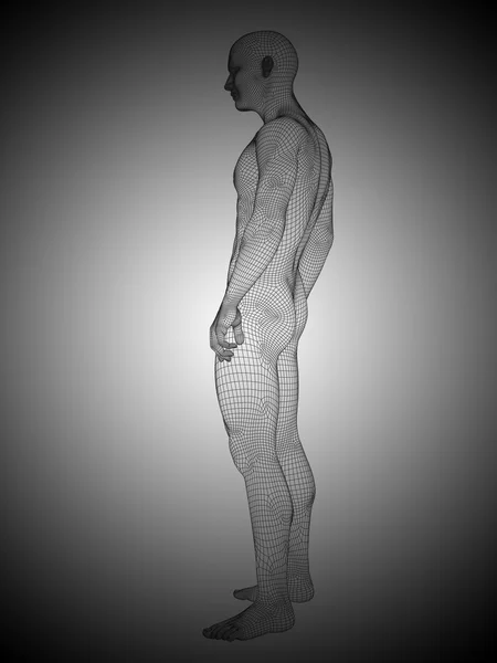 Wireframe homme anatomie debout — Photo