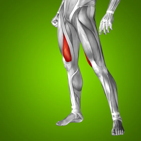 Upper legs anatomy — Stock Photo, Image
