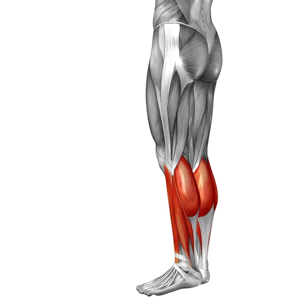 Human legs  anatomy — Stock Photo, Image