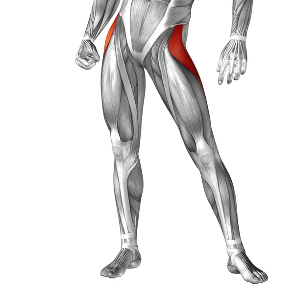 Анатомия ног человека — стоковое фото