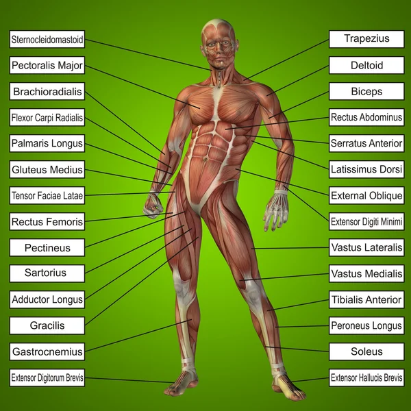 Человек с мышцами и текстом — стоковое фото