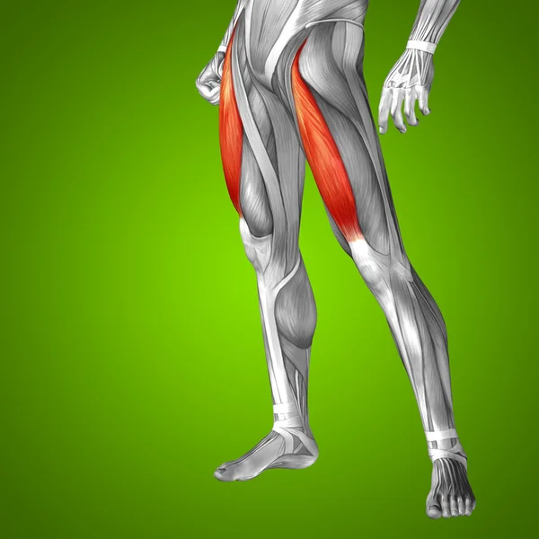 Upper legs anatomy — Stock Photo, Image