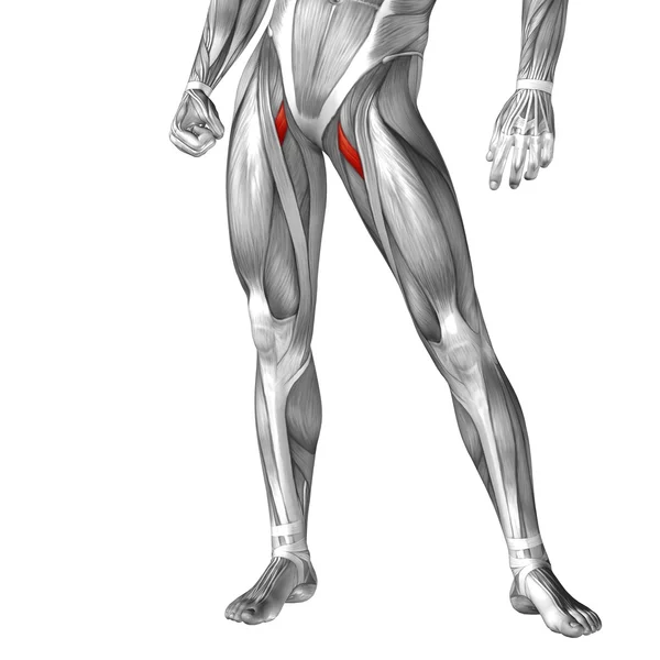 Emberi láb anatómiai — Stock Fotó