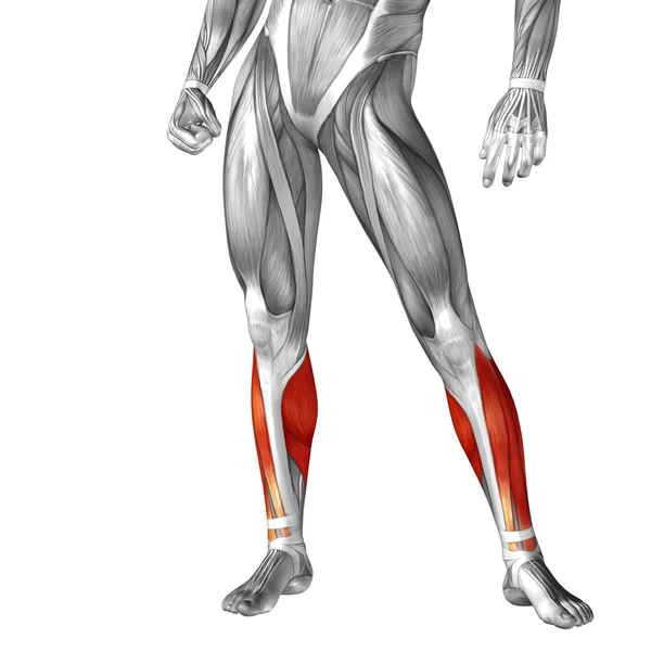 Human legs  anatomy — Stock Photo, Image