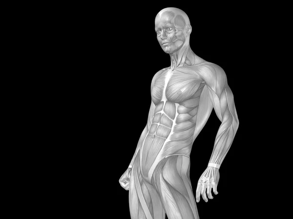 Анатомия верхней части тела с мышцами — стоковое фото