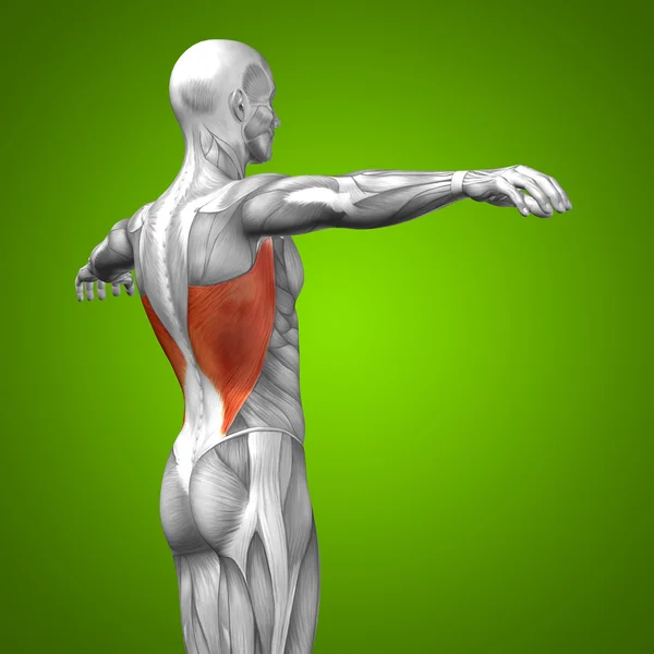 Back human anatomy — Stock Photo, Image