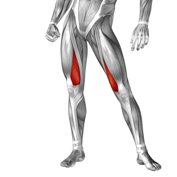 Anatomia człowieka nogi — Zdjęcie stockowe